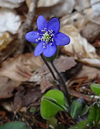 Leberblümchen, besonders geschützt